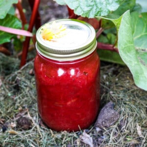 A jar of rhubarb jam sitting in a rhubarb patch.