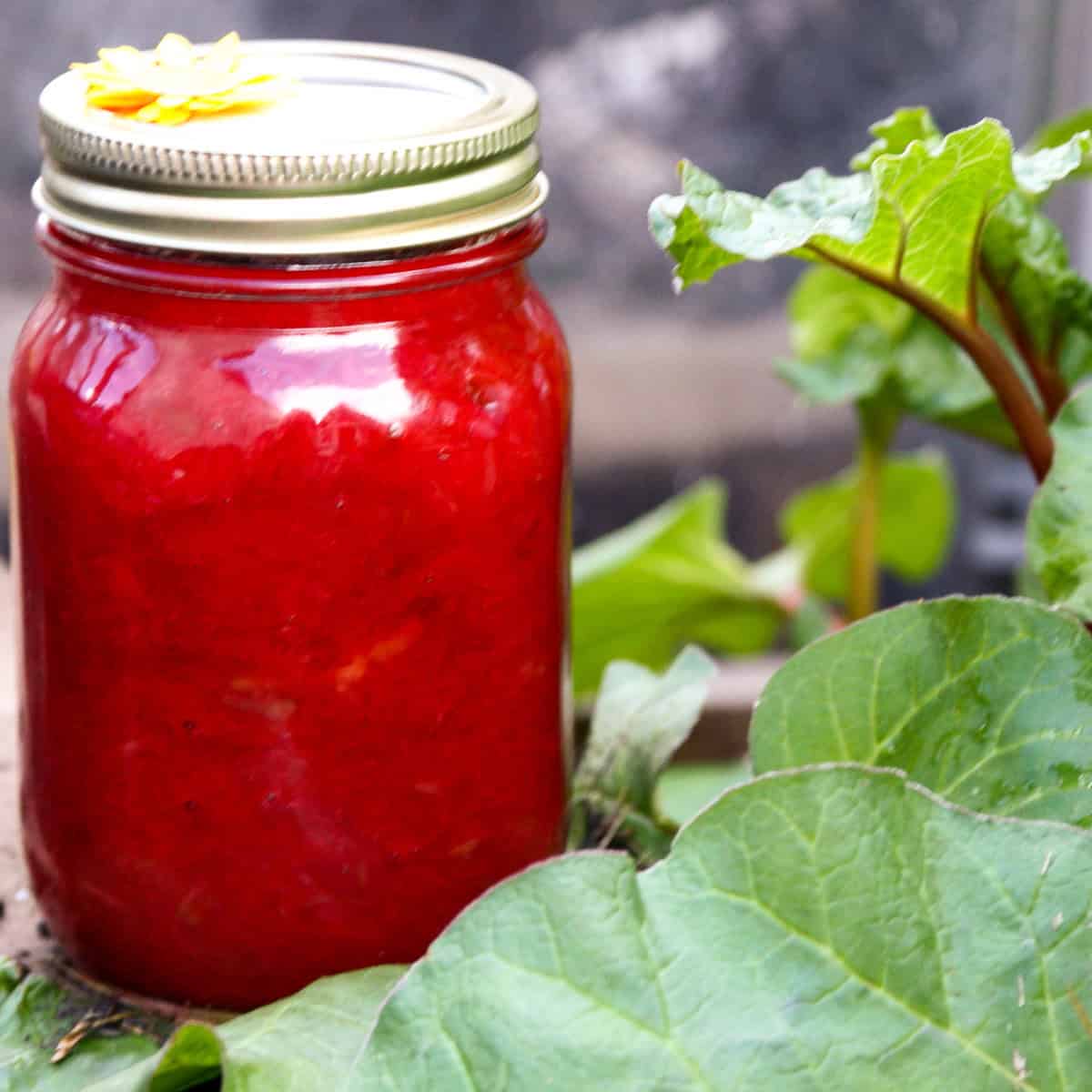 A jar of rhubarb jam in a rhubarb patch.