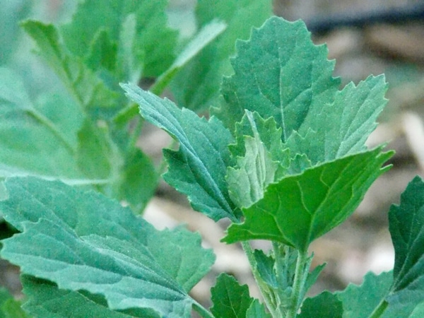 LambsQuarters