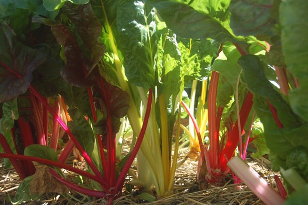 chard1