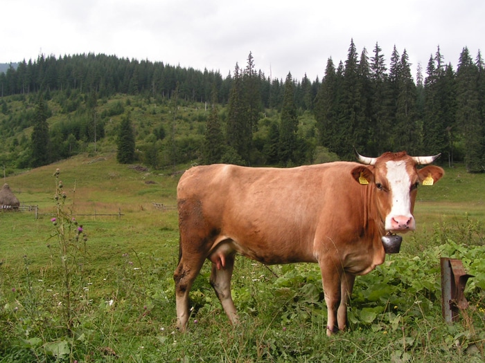 cow1