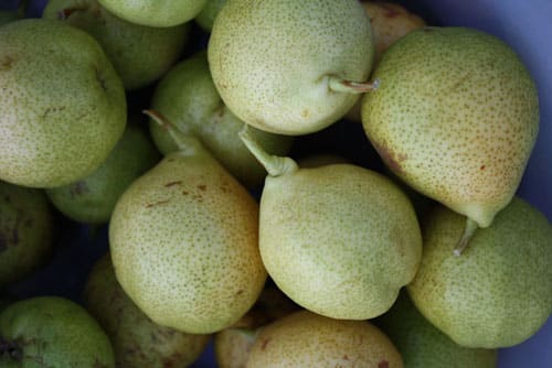 pears