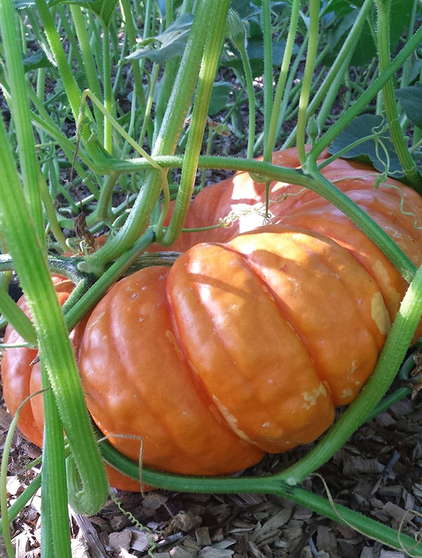 pumpkins vifdetampes