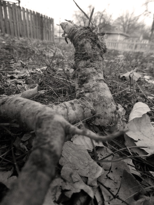 roots1