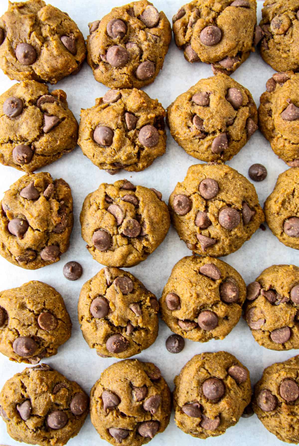 Gluten free chocolate chip pumpkin cookies on a parchment paper.